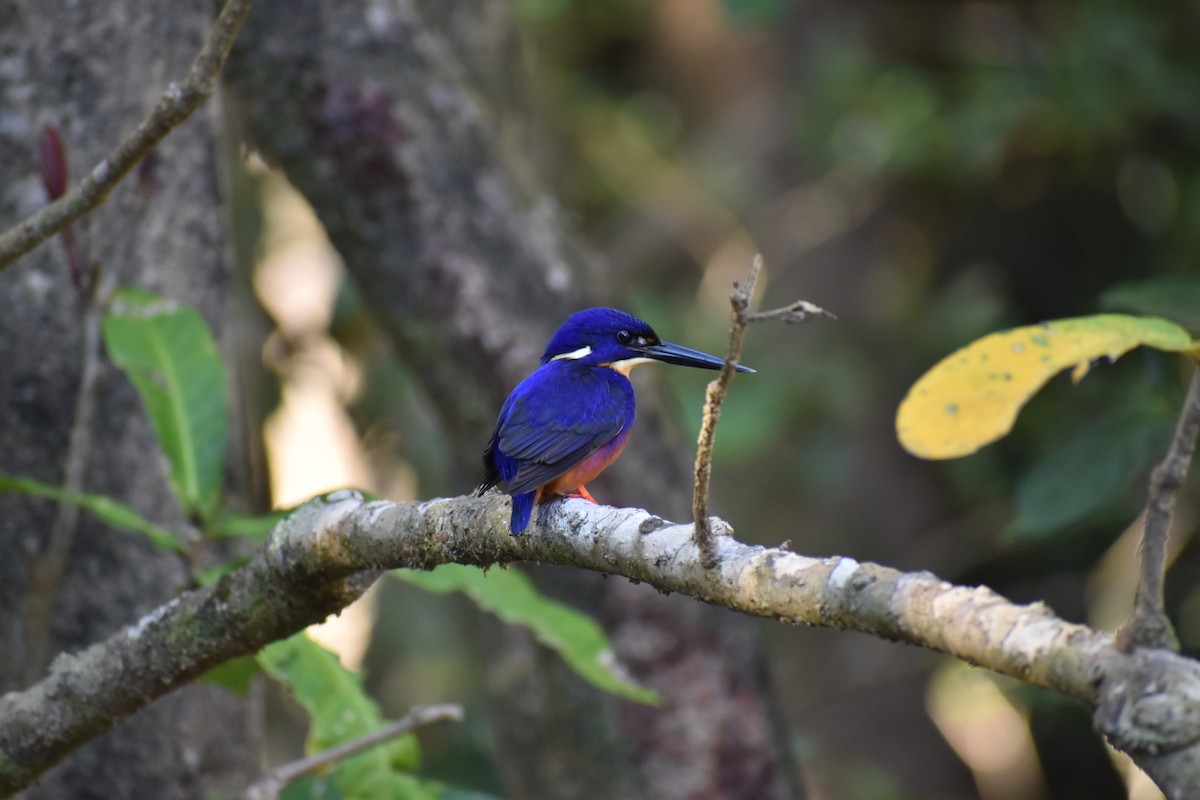 Azure Kingfisher - ML628059542