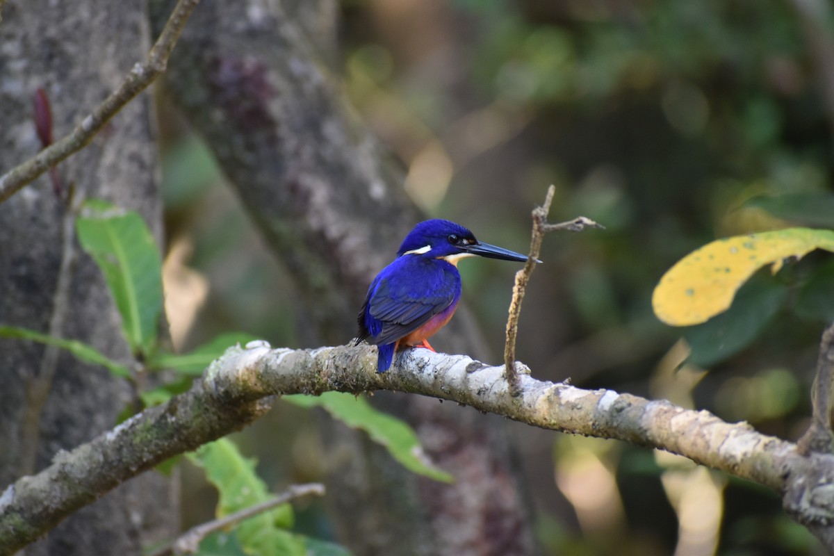 Azure Kingfisher - ML628059543