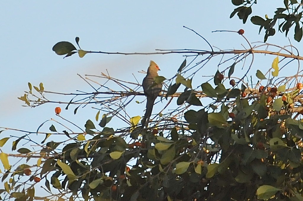 Red-faced Mousebird - ML628059557