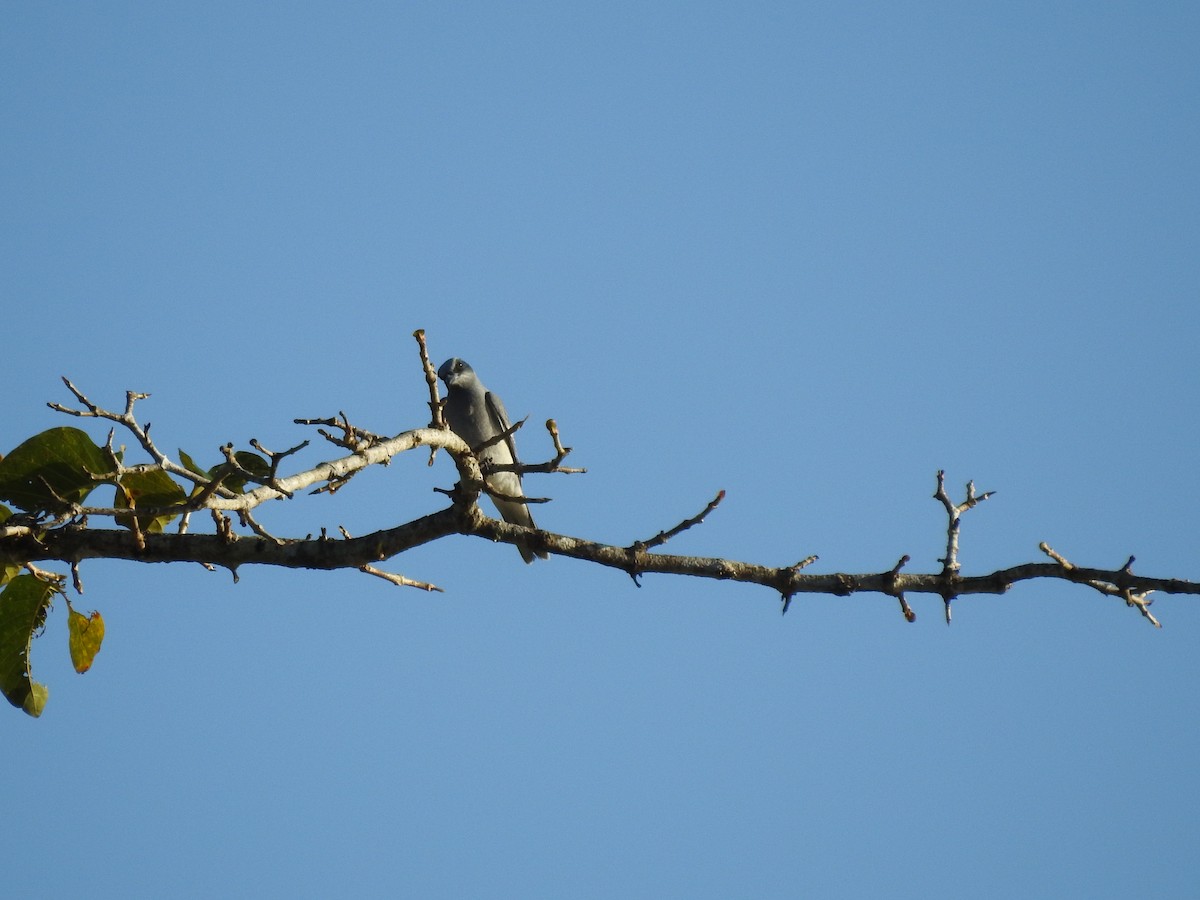 Black-faced Cuckooshrike - ML628059566