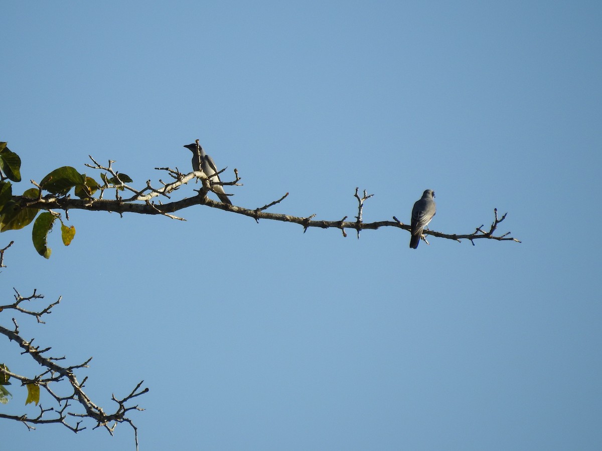 Black-faced Cuckooshrike - ML628059567