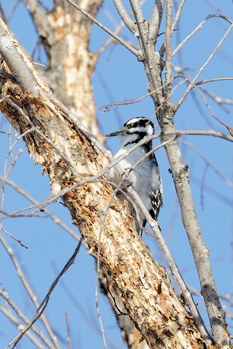 Hairy Woodpecker - ML628059601