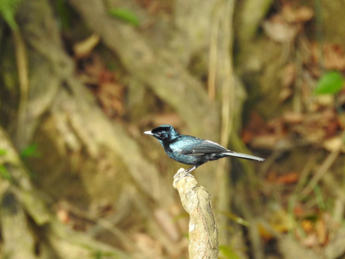 Shining Flycatcher - ML628059605