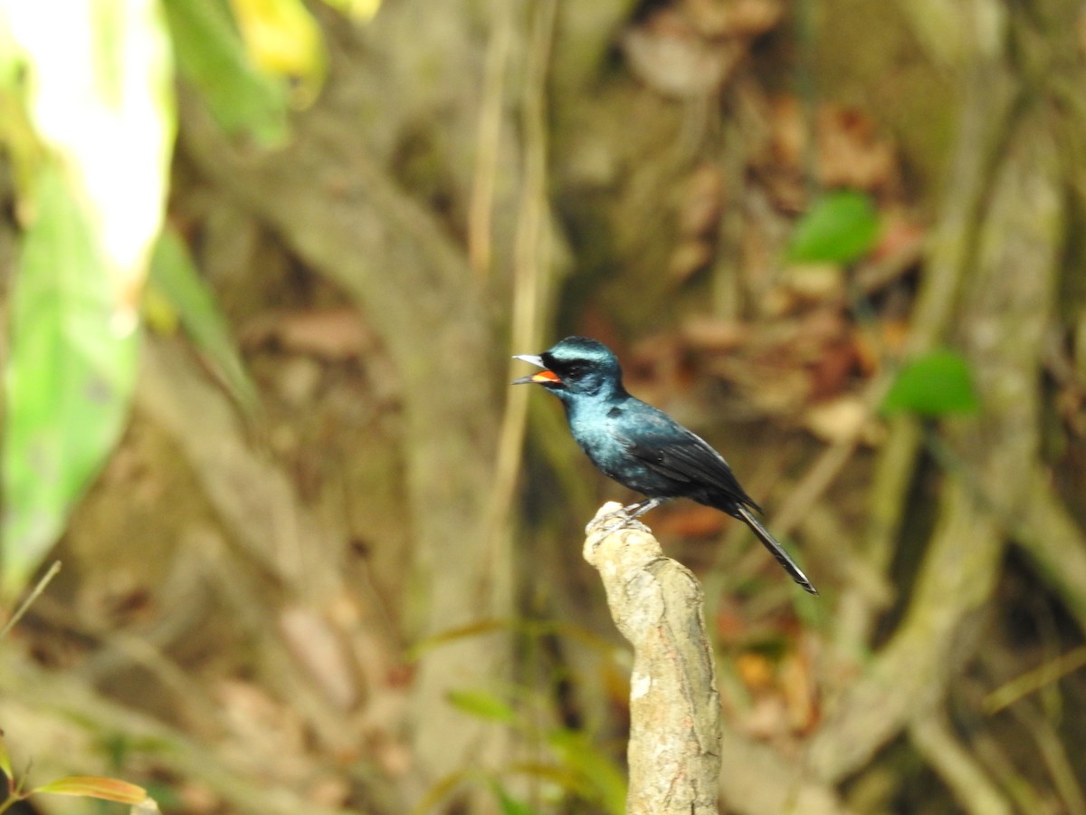 Shining Flycatcher - ML628059606