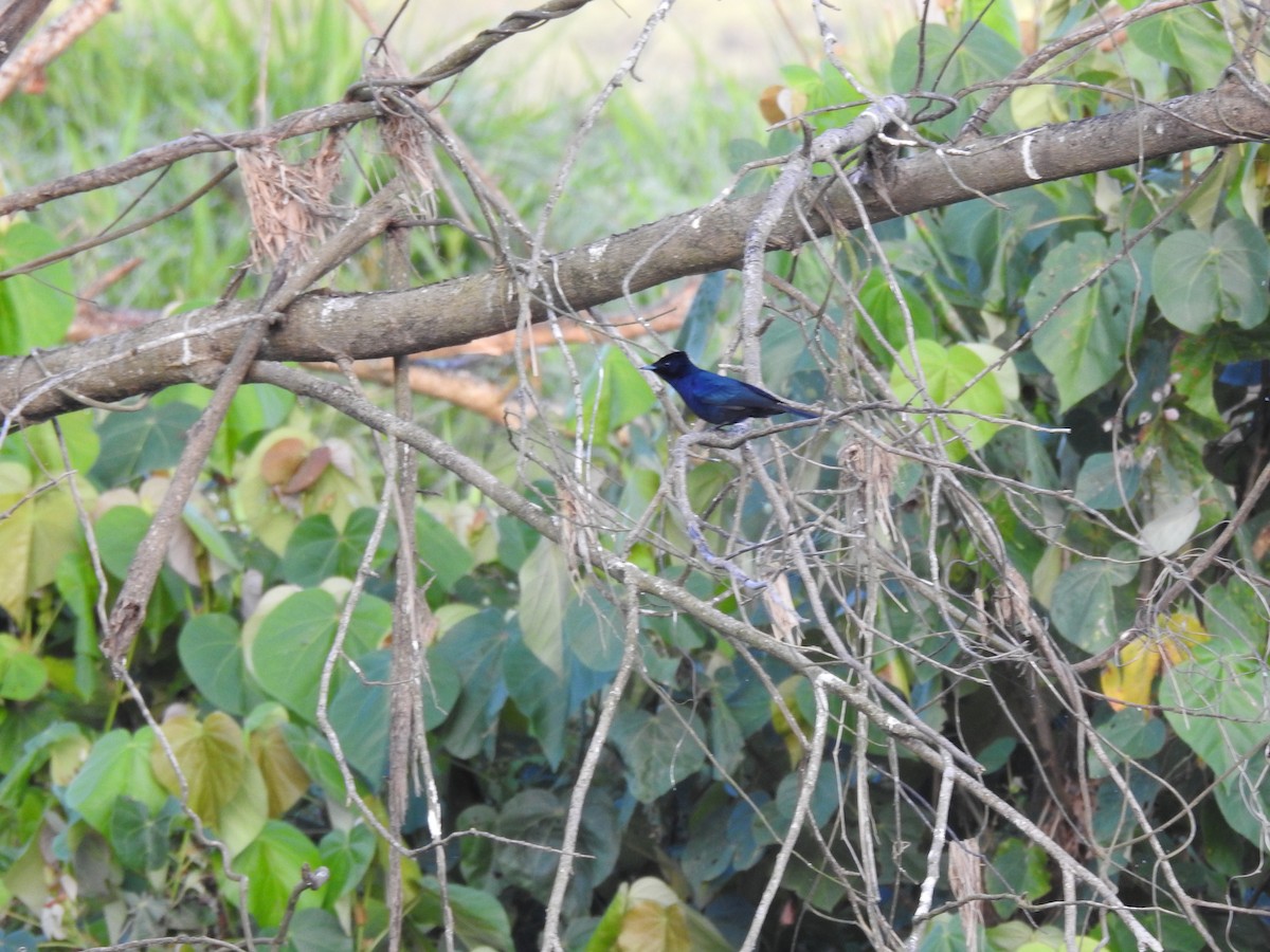 Shining Flycatcher - ML628059607