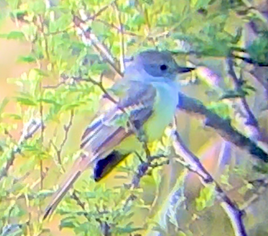 Nutting's Flycatcher - ML628059611