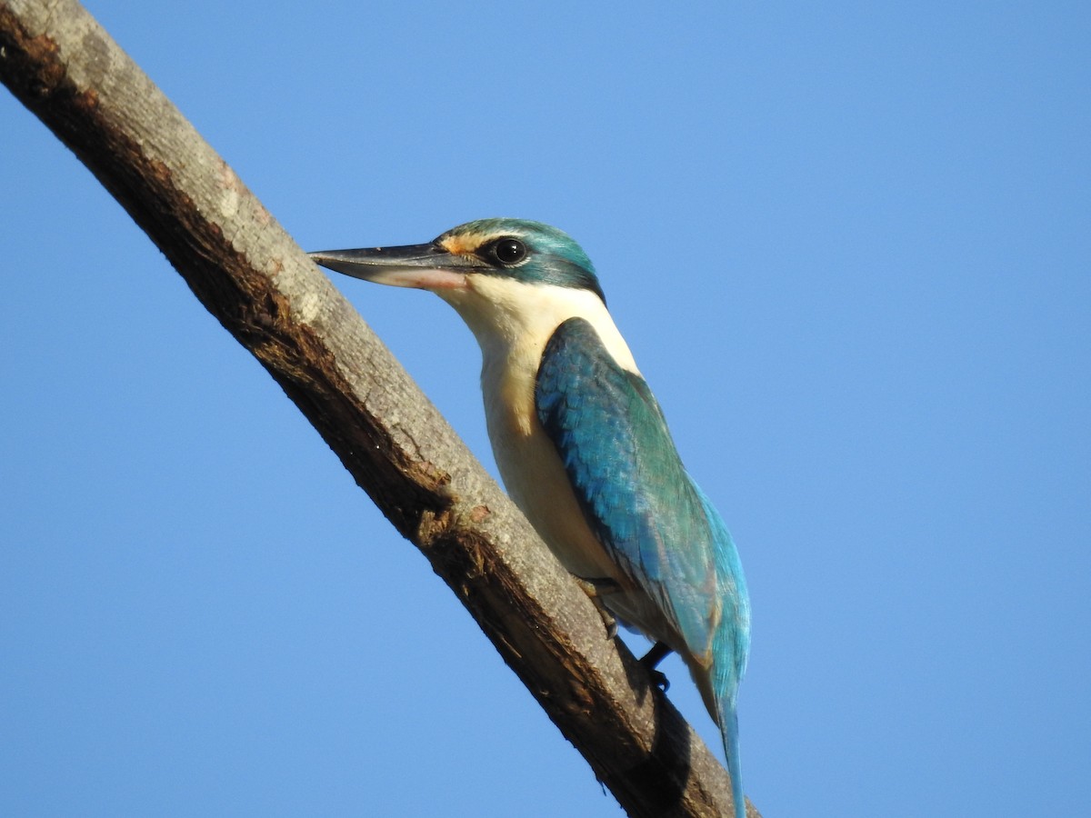 Sacred Kingfisher - ML628059616