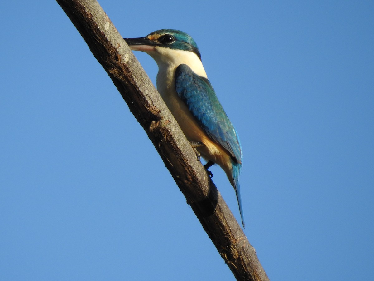 Sacred Kingfisher - ML628059617