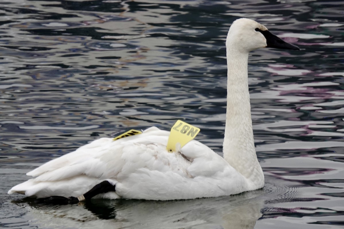 Trumpeter Swan - ML628059626