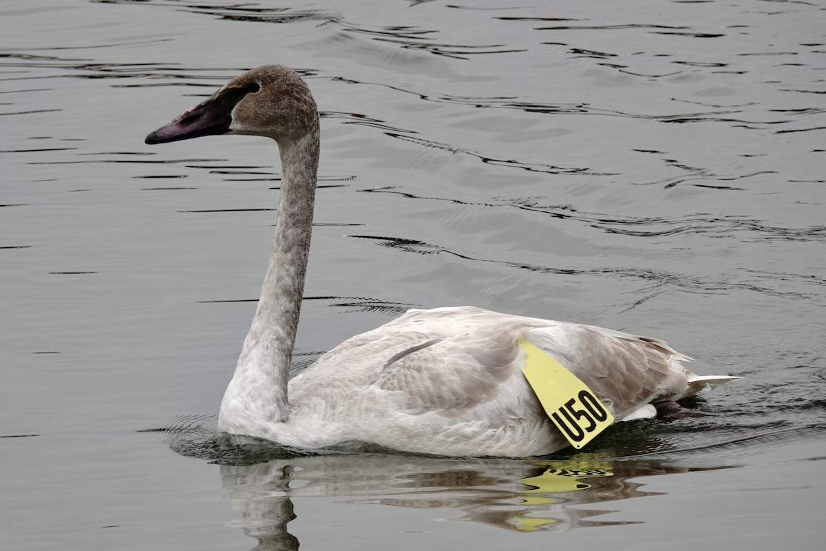 Trumpeter Swan - ML628059627