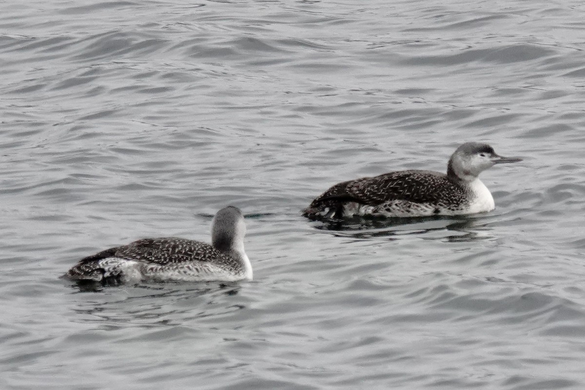 Red-throated Loon - ML628059652