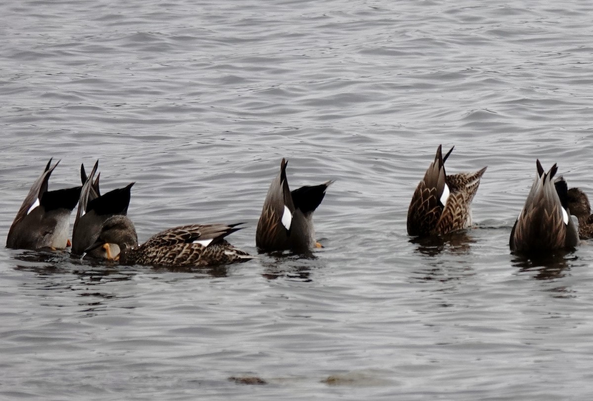 Gadwall - ML628059660