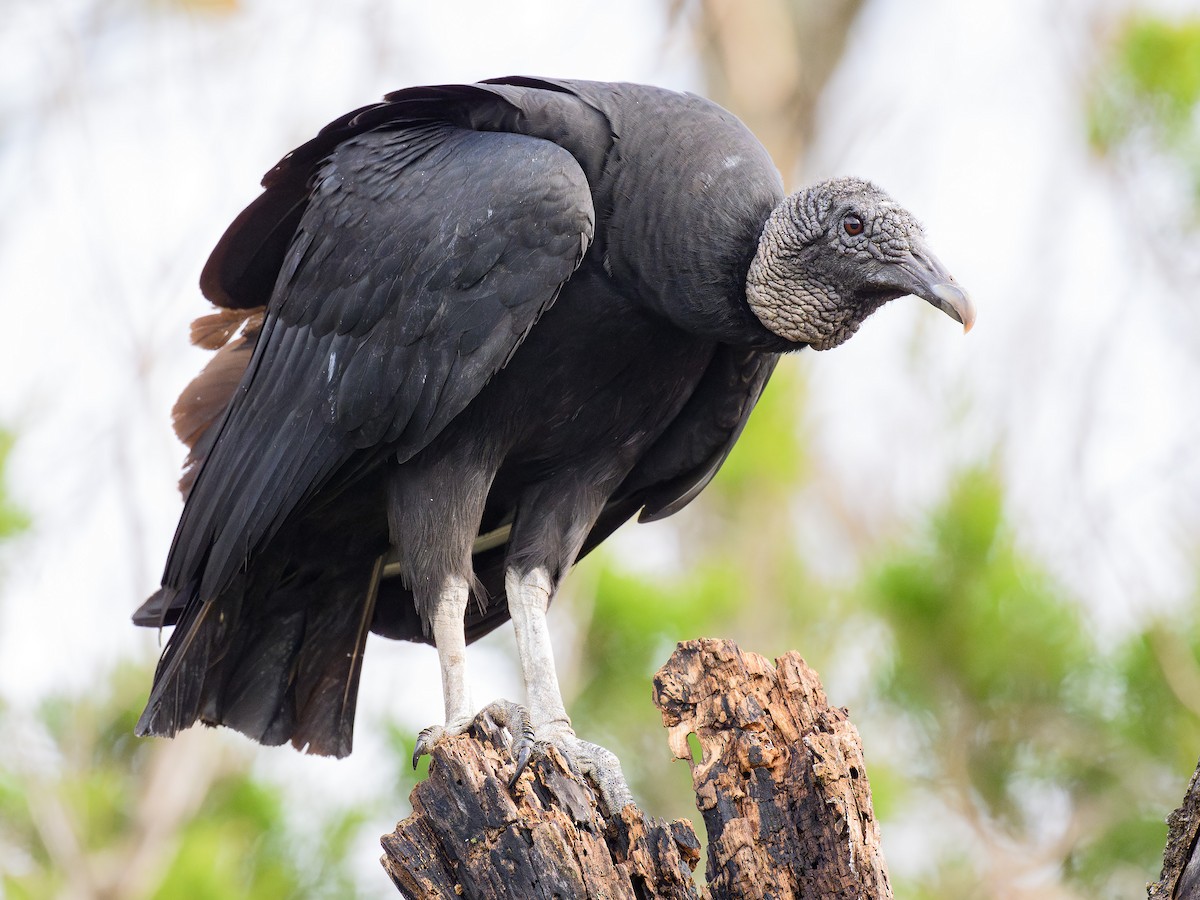 Black Vulture - ML628059675