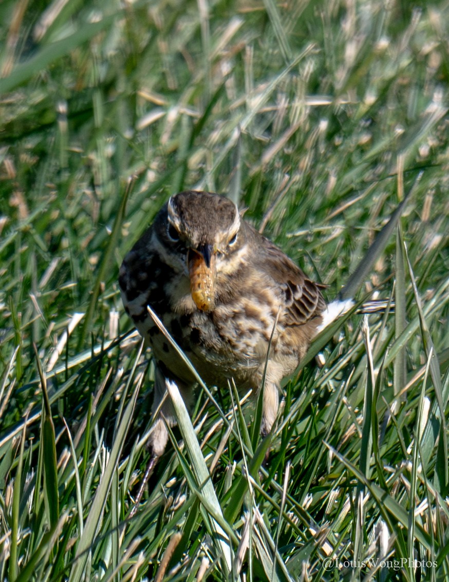 American Pipit - ML628059679