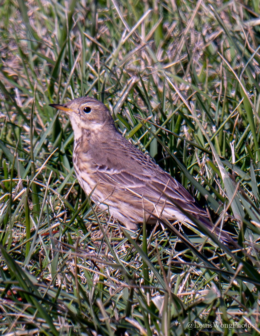 American Pipit - ML628059680