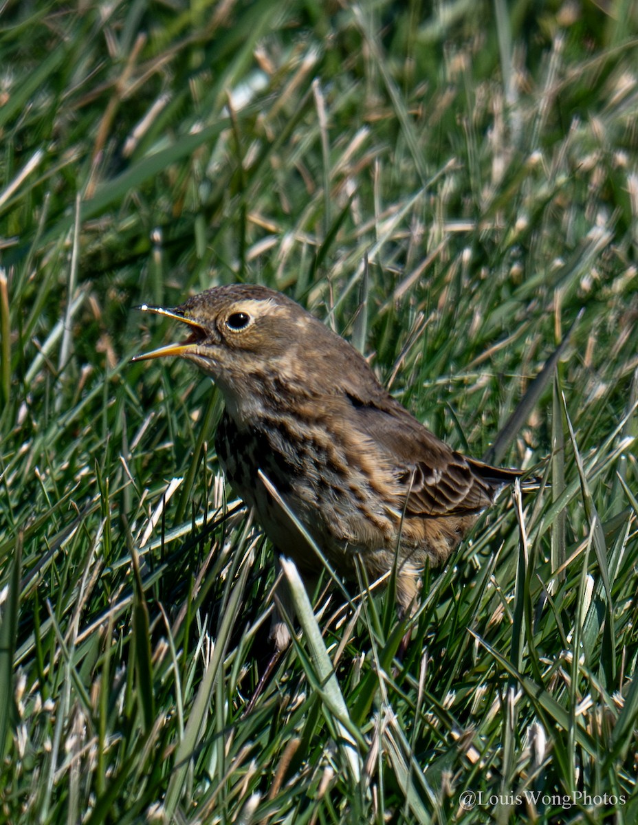 American Pipit - ML628059681