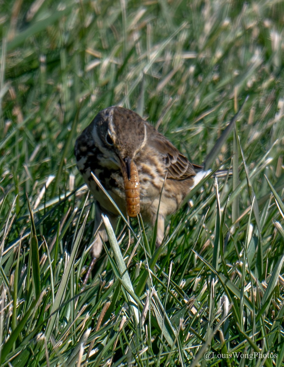 American Pipit - ML628059682