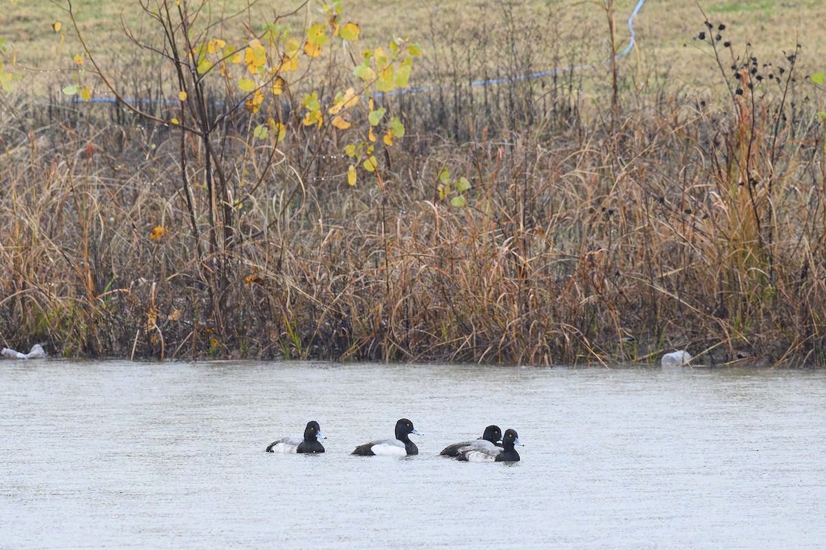 Lesser Scaup - ML628059729