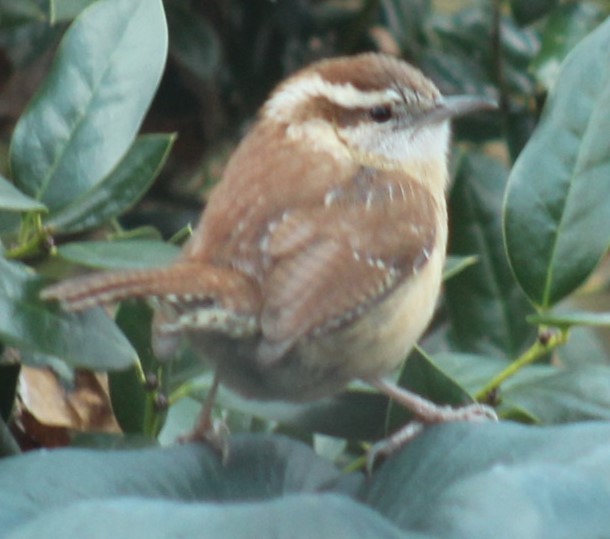 Carolina Wren - ML628059744