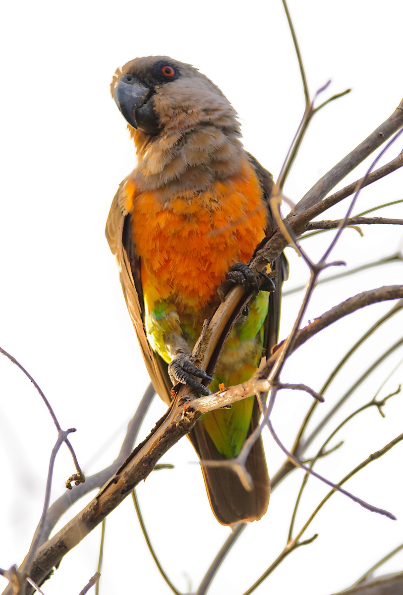 Red-bellied Parrot - ML628059753