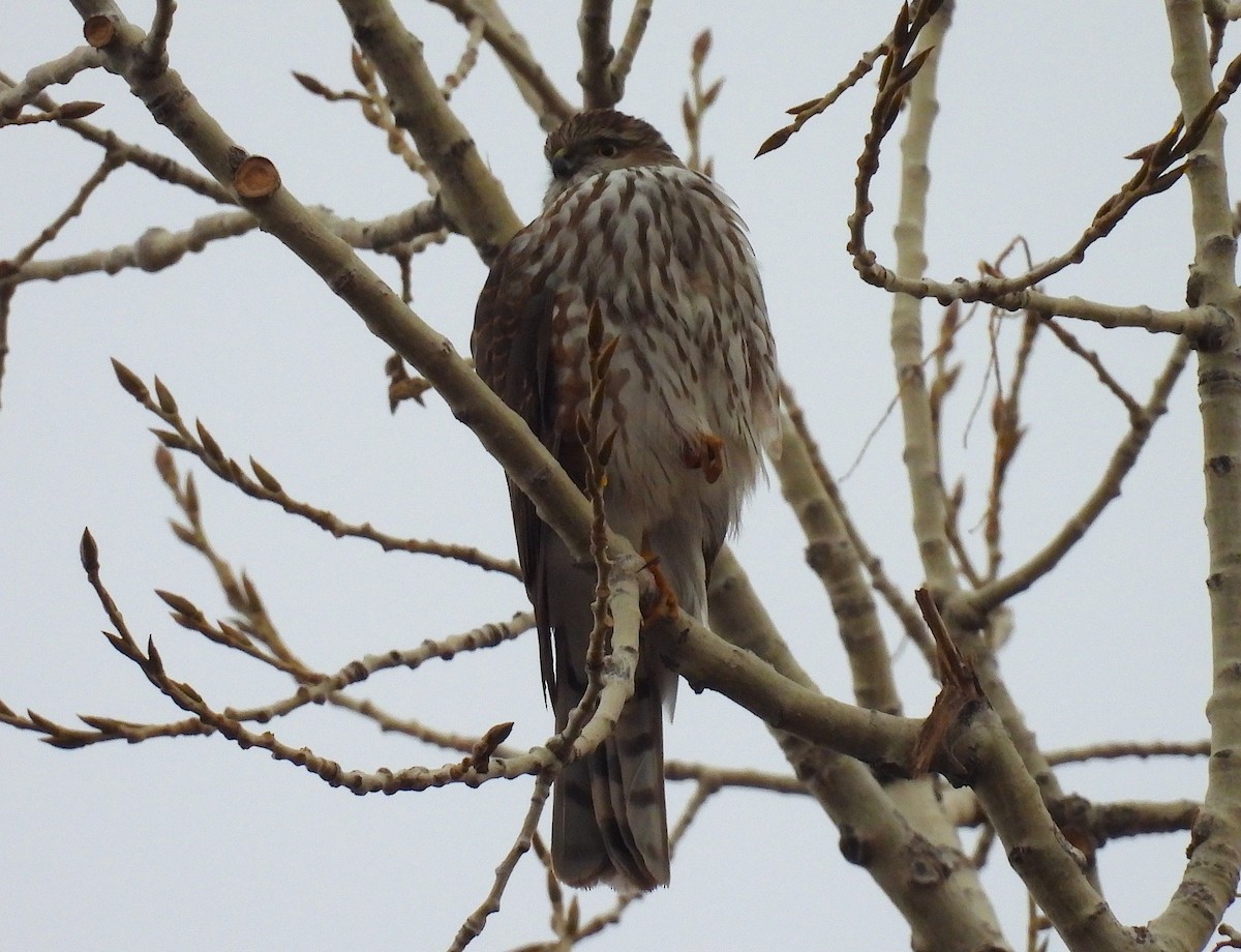 Sharp-shinned Hawk - ML628059815