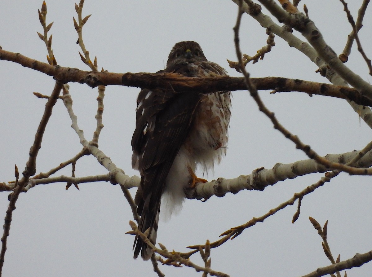 Sharp-shinned Hawk - ML628059822