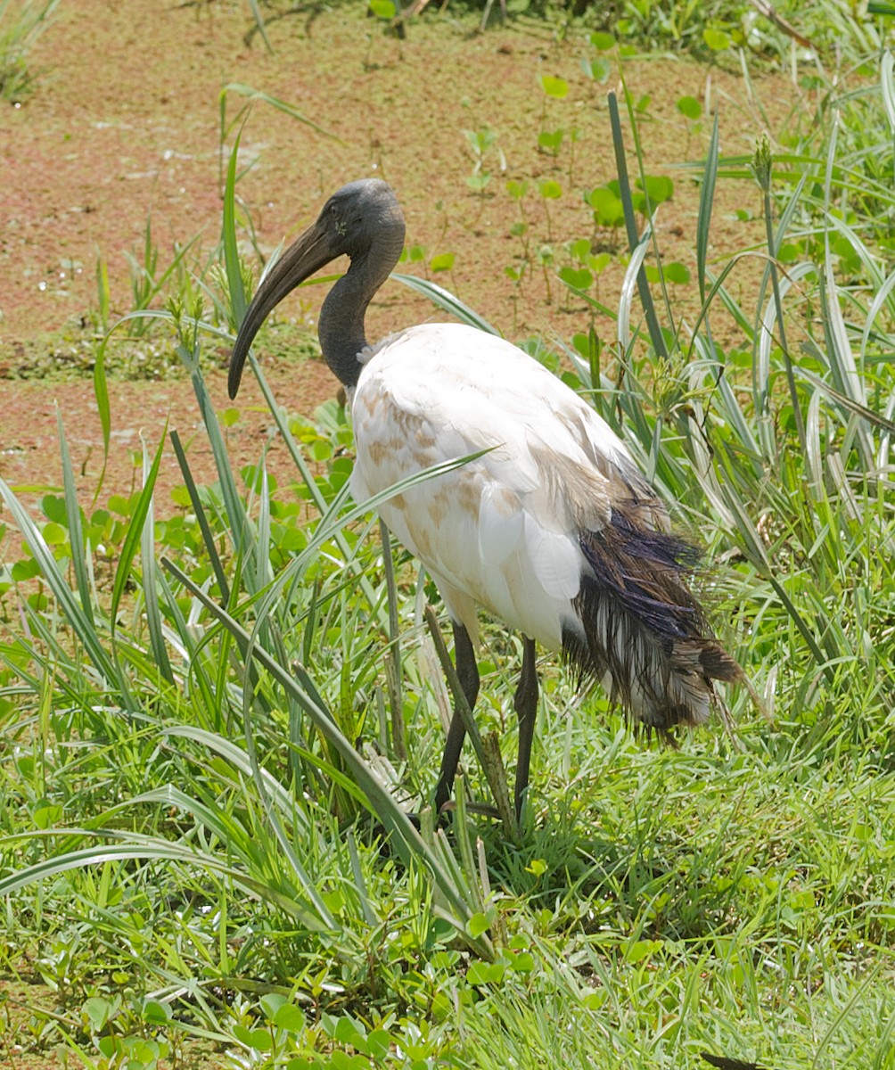 African Sacred Ibis - ML628059826