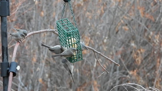 Bushtit - ML628059851