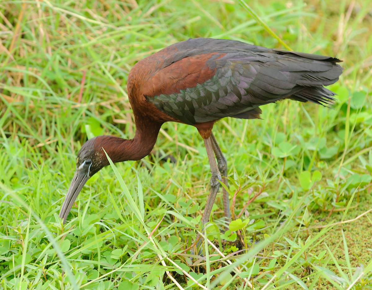 Glossy Ibis - ML628059862