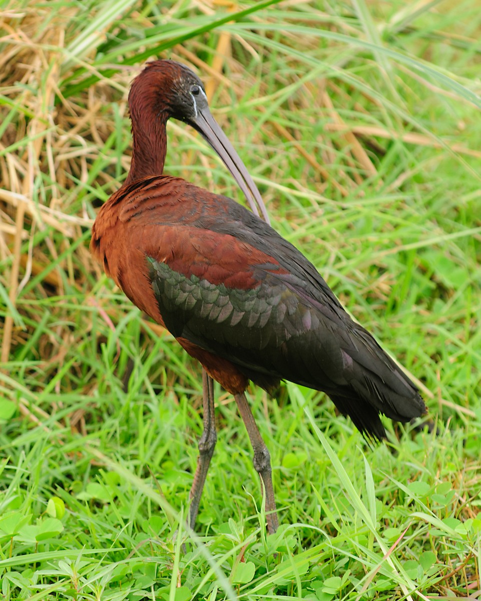 Glossy Ibis - ML628059866