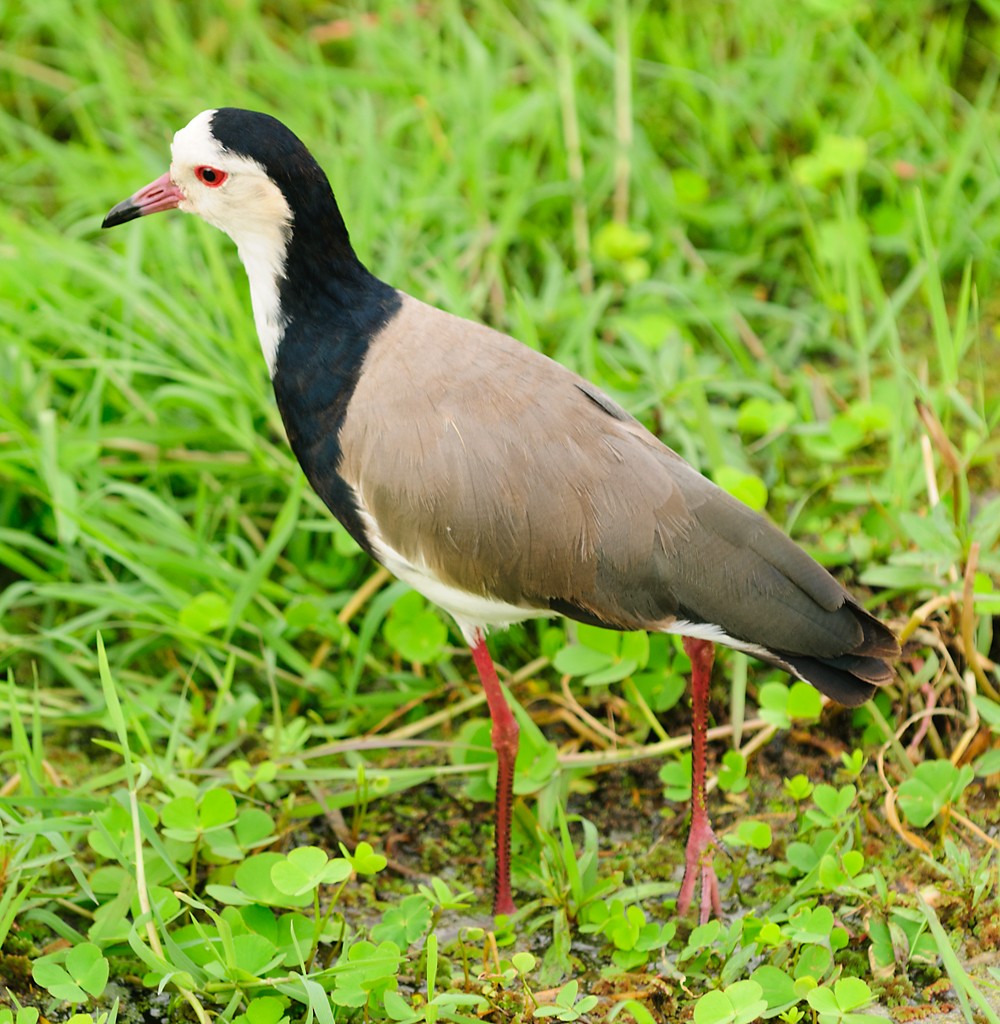 Long-toed Lapwing - ML628059871