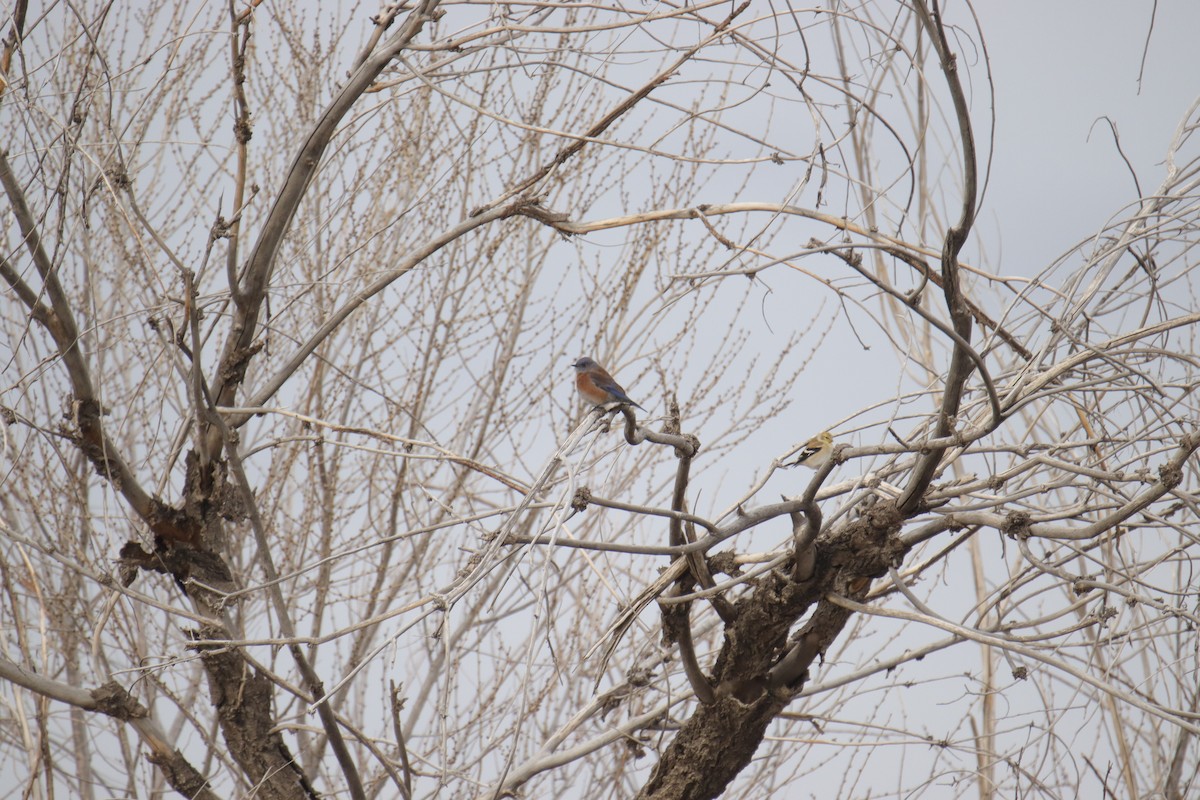 Western Bluebird - ML628059914