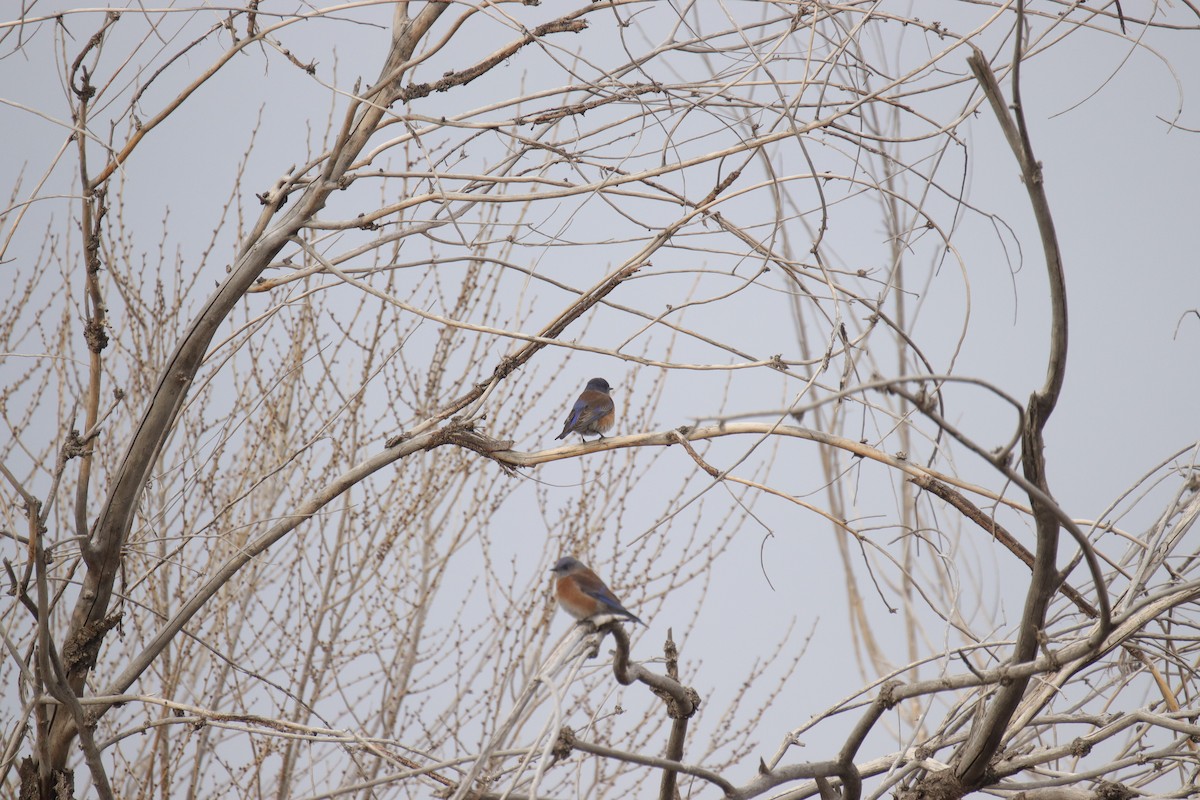 Western Bluebird - ML628059918