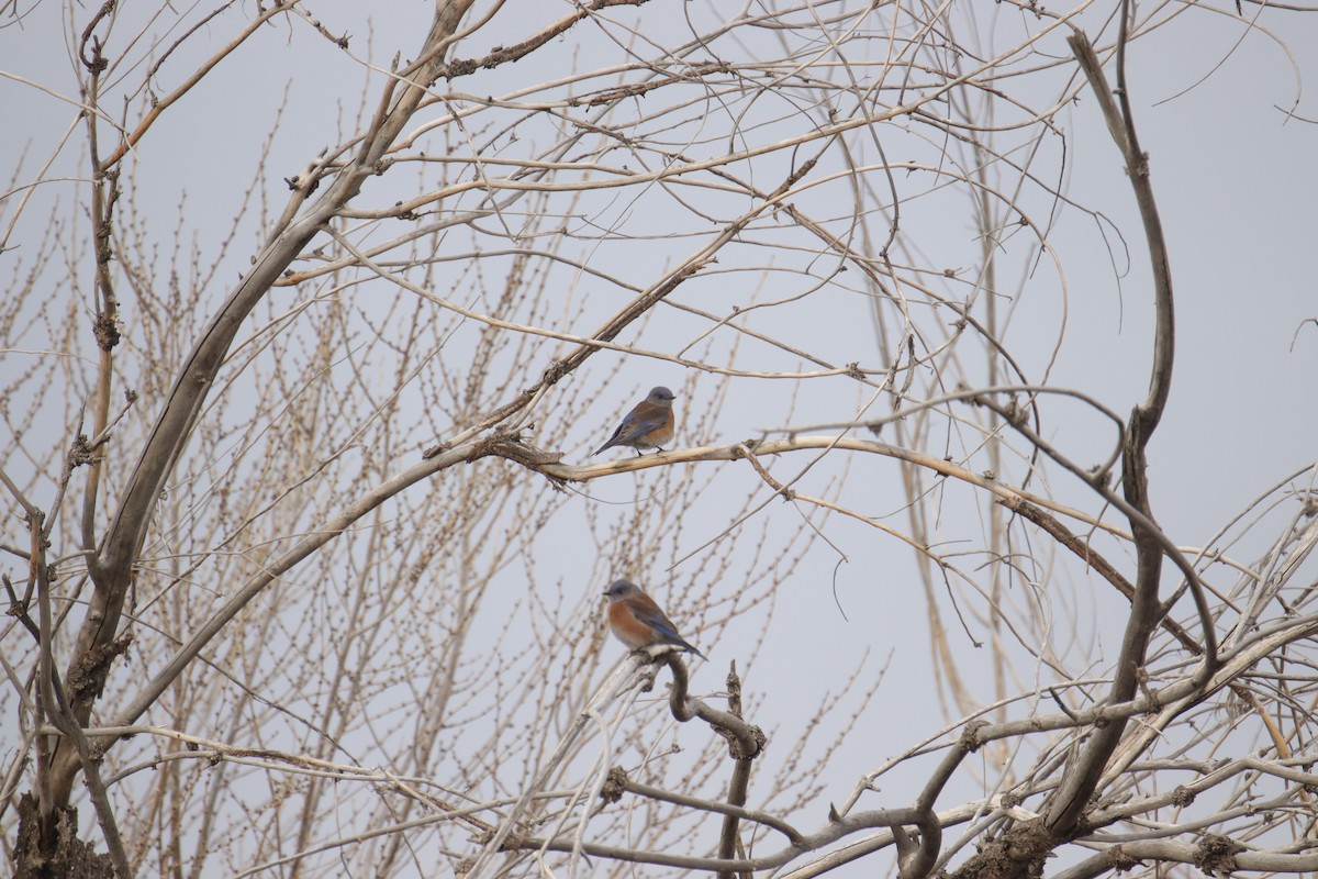 Western Bluebird - ML628059923