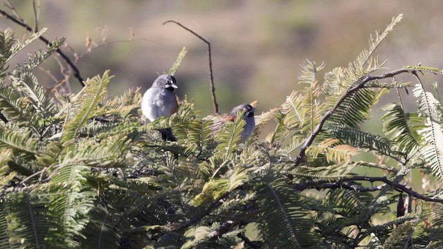 Bridled Sparrow - ML628059930
