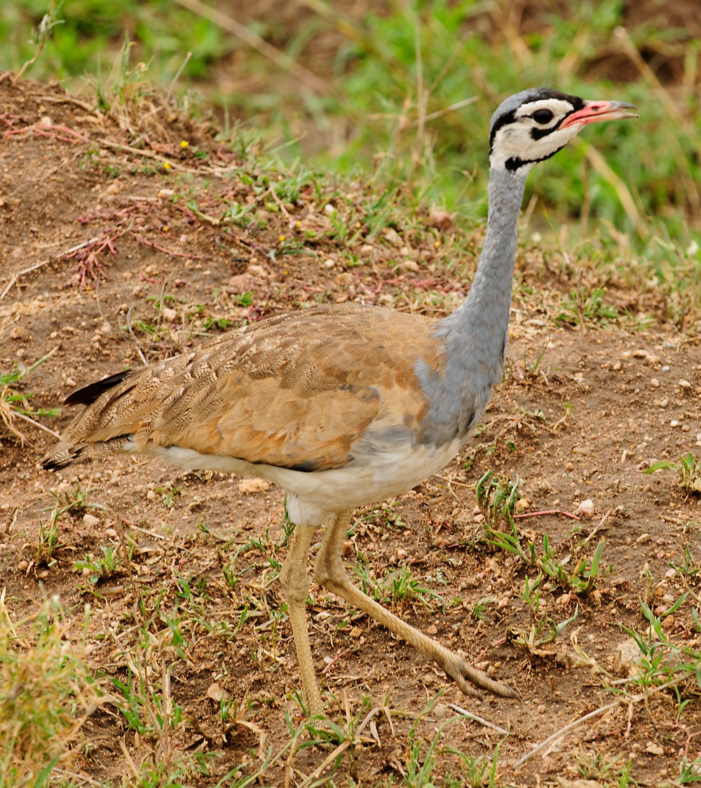 White-bellied Bustard - ML628059931