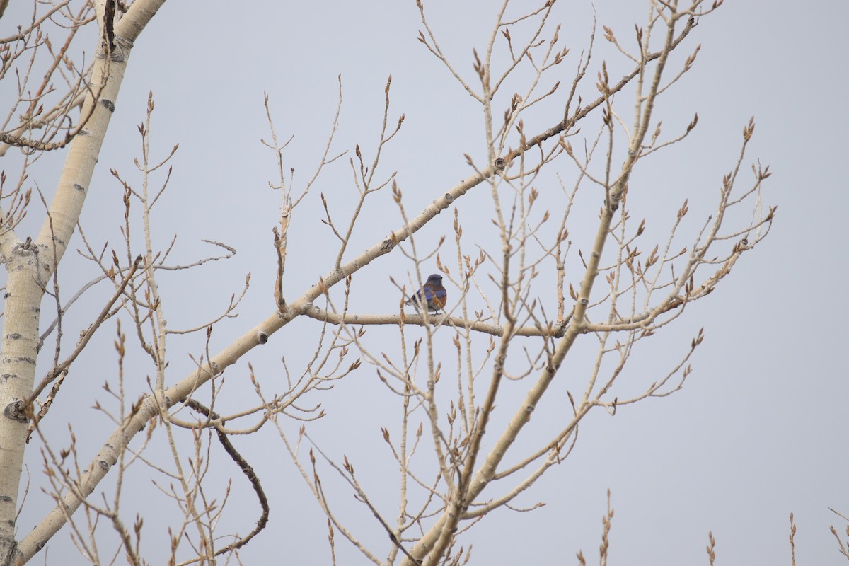 Western Bluebird - ML628059933