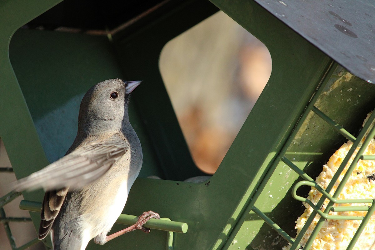 Junco ardoisé - ML628059935