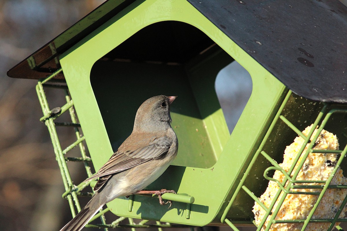 Junco ardoisé - ML628059937