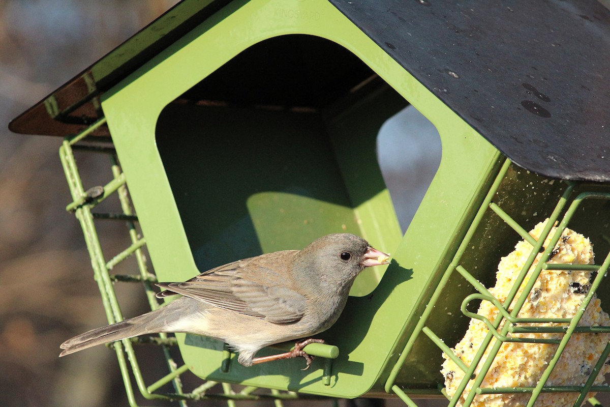 Junco ardoisé - ML628059939