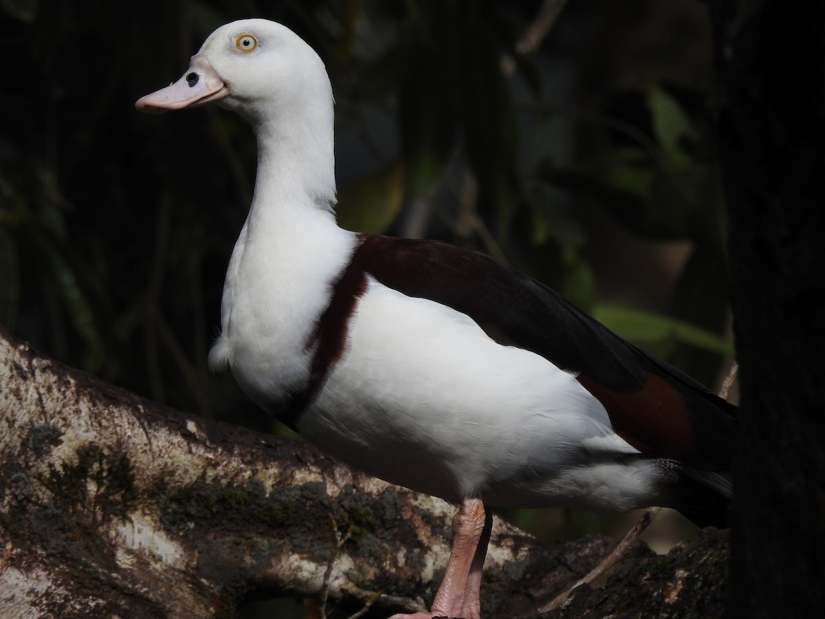 Radjah Shelduck - ML628059942