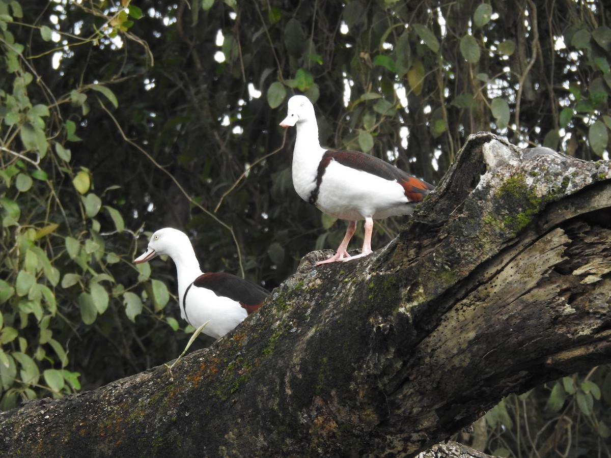 Radjah Shelduck - ML628059943