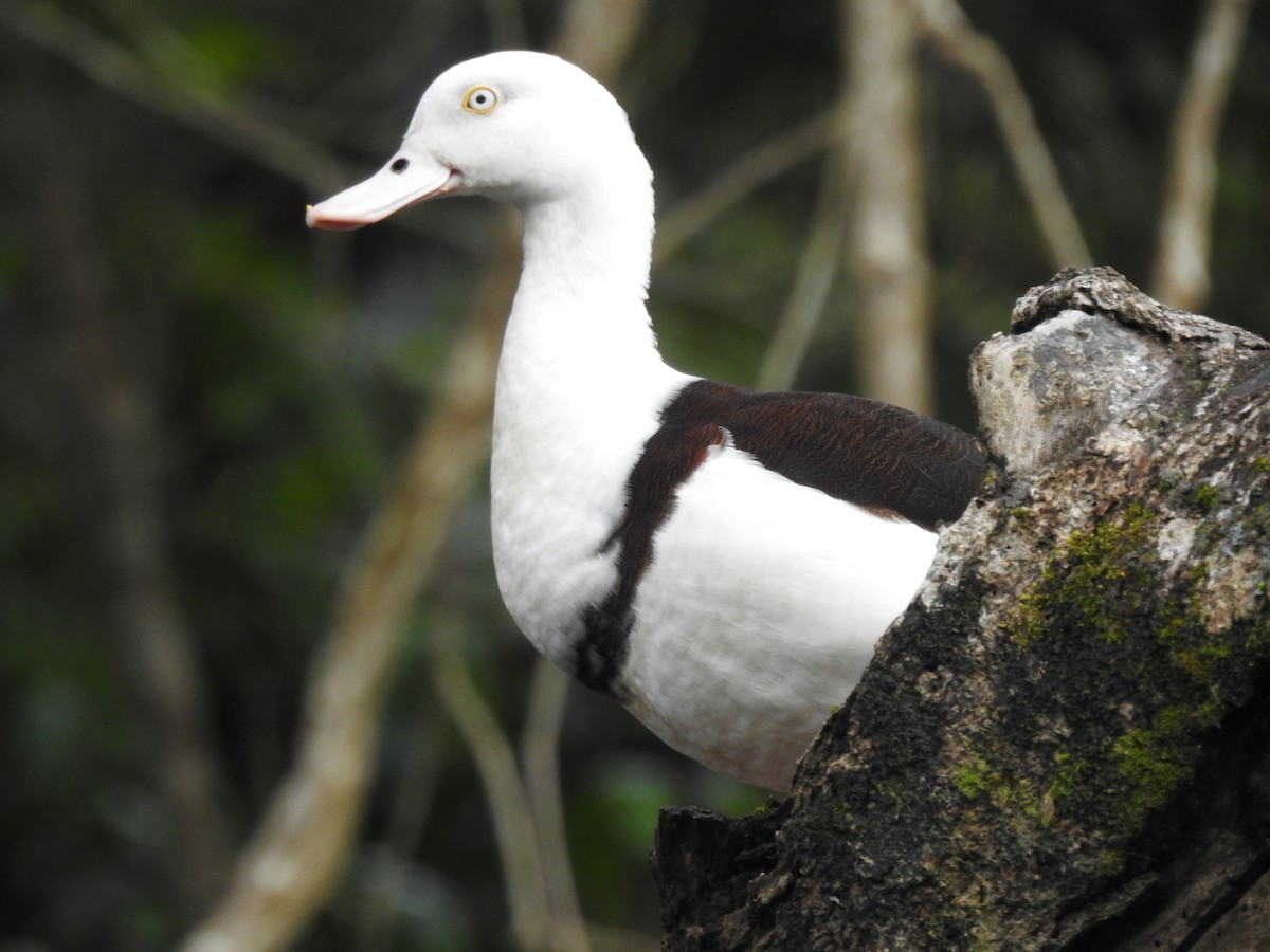 Radjah Shelduck - ML628059944