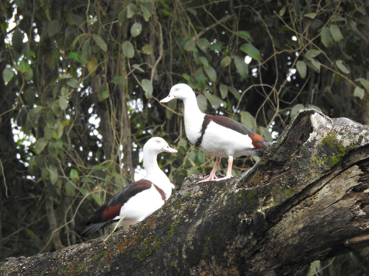 Radjah Shelduck - ML628059945