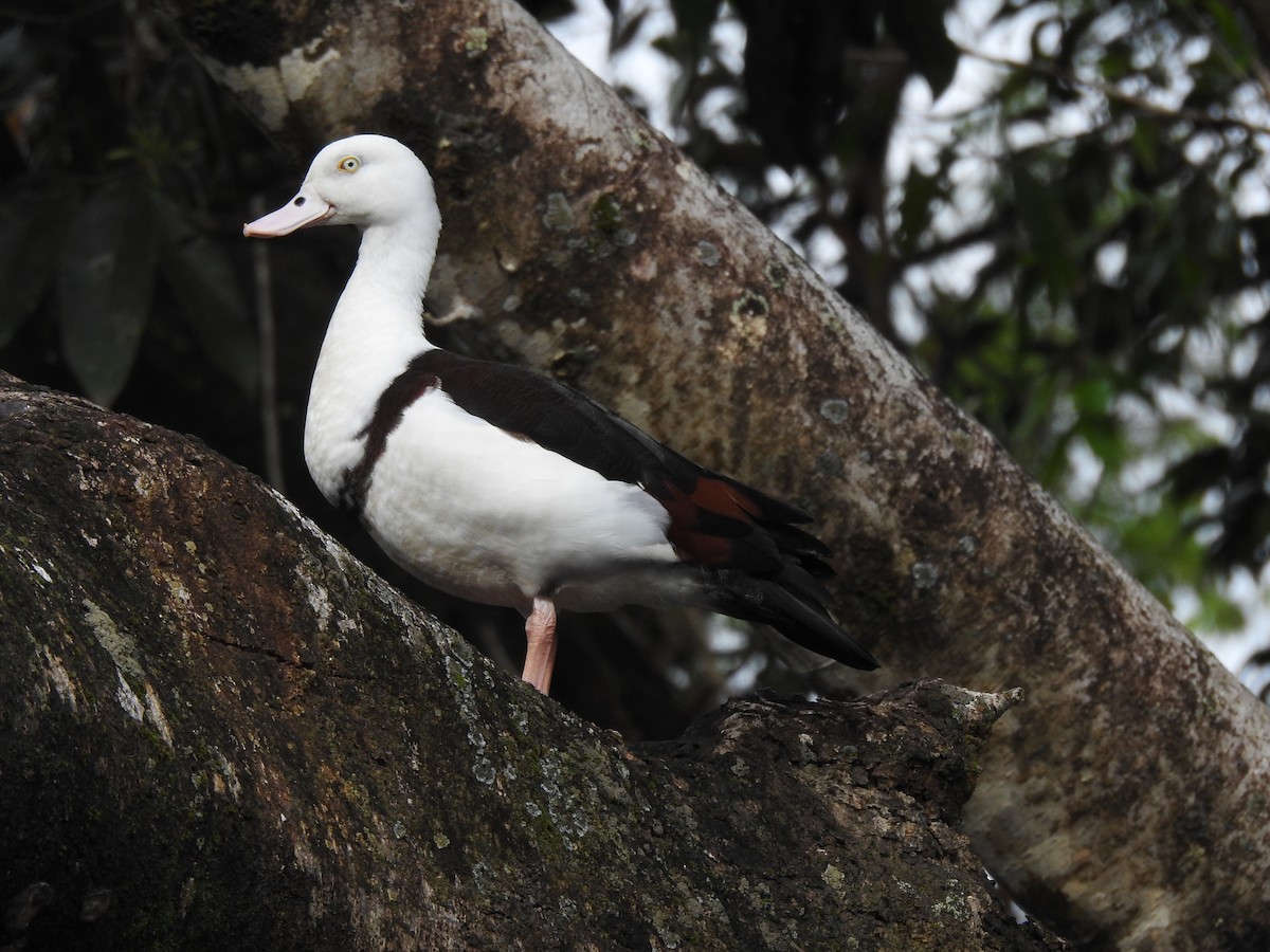 Radjah Shelduck - ML628059946