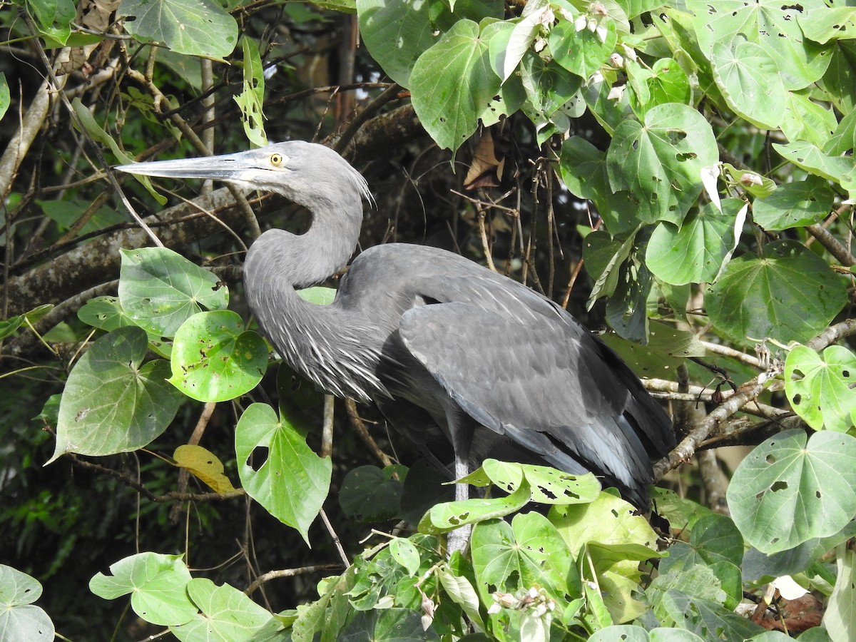 Great-billed Heron - ML628059953