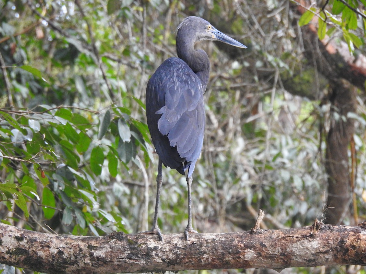 Great-billed Heron - ML628059954