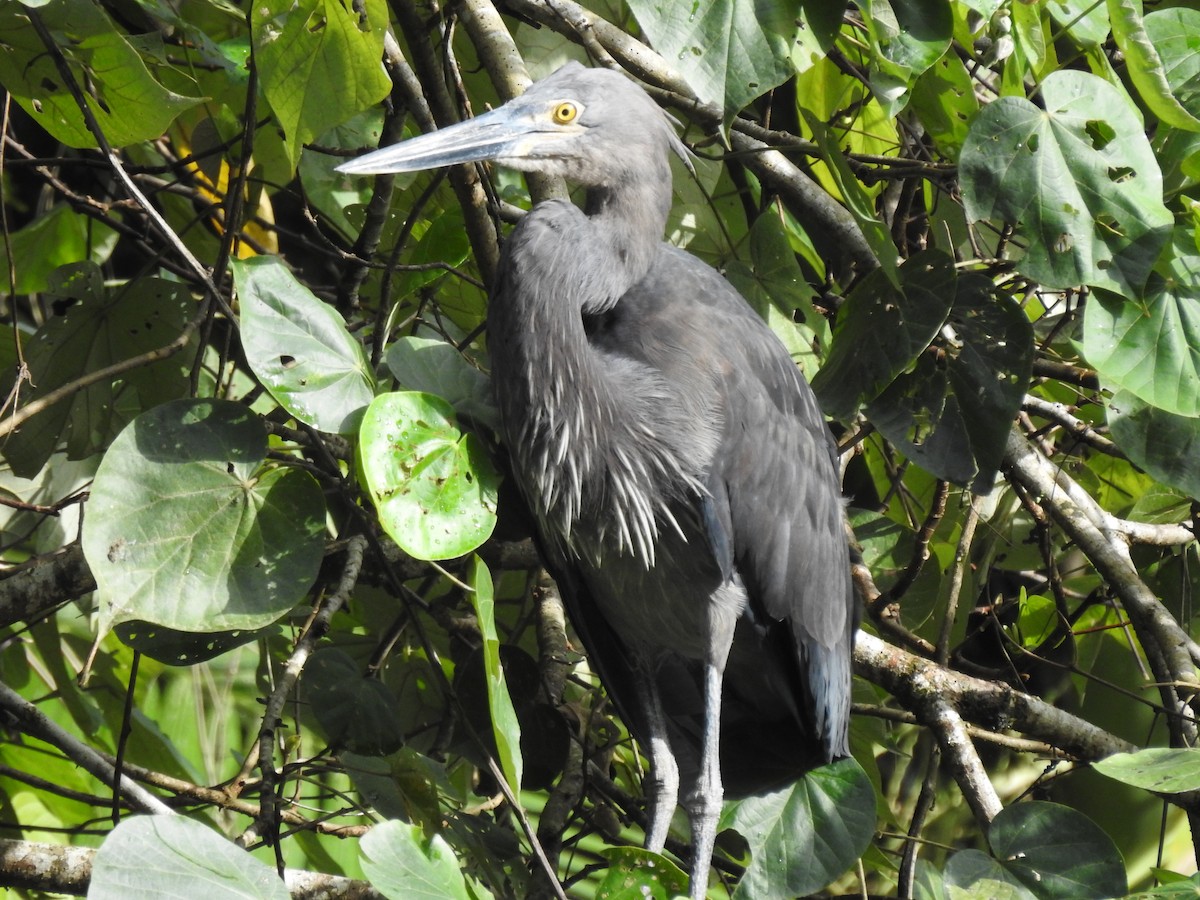 Great-billed Heron - ML628059955