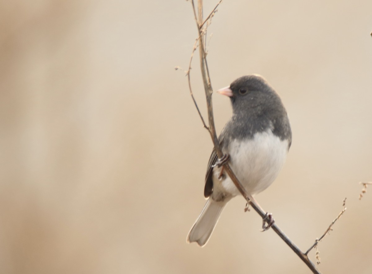 Junco ardoisé - ML628059971