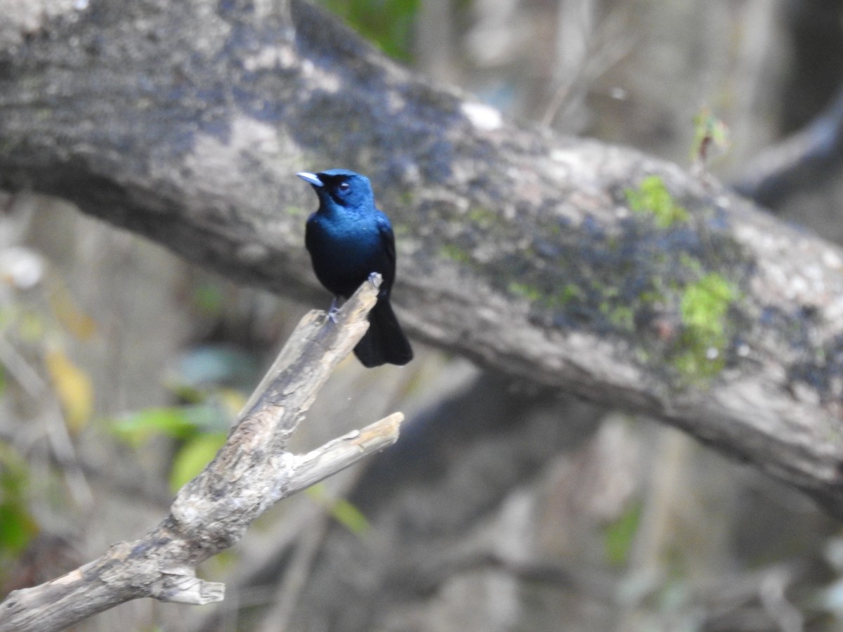 Shining Flycatcher - ML628059982